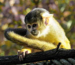 A Cute Monkey