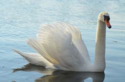 This picture of a swan is not a noun. :) www.GrammarRevolution.com/what-is-a-noun.html